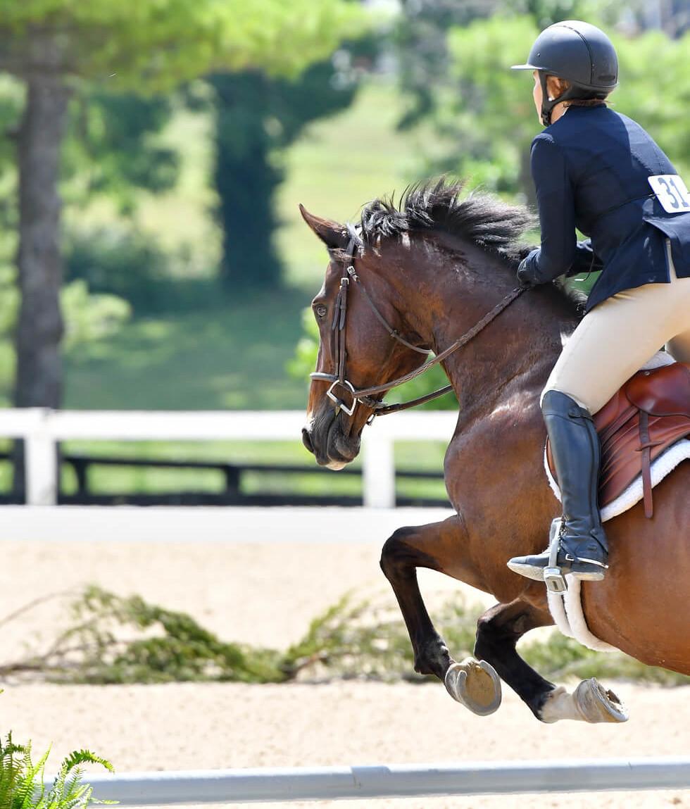 dramatic view of Karen jumping her horse at the Robert Murphy Stable Horse Show (Regional USEF Hunter-Jumper Horse Show)