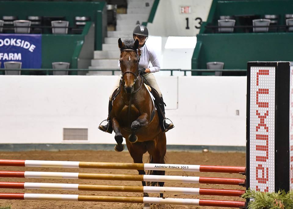 Liz McCadden leaping on a German Holsteiner (Madeara) at a Harvest Horse Show